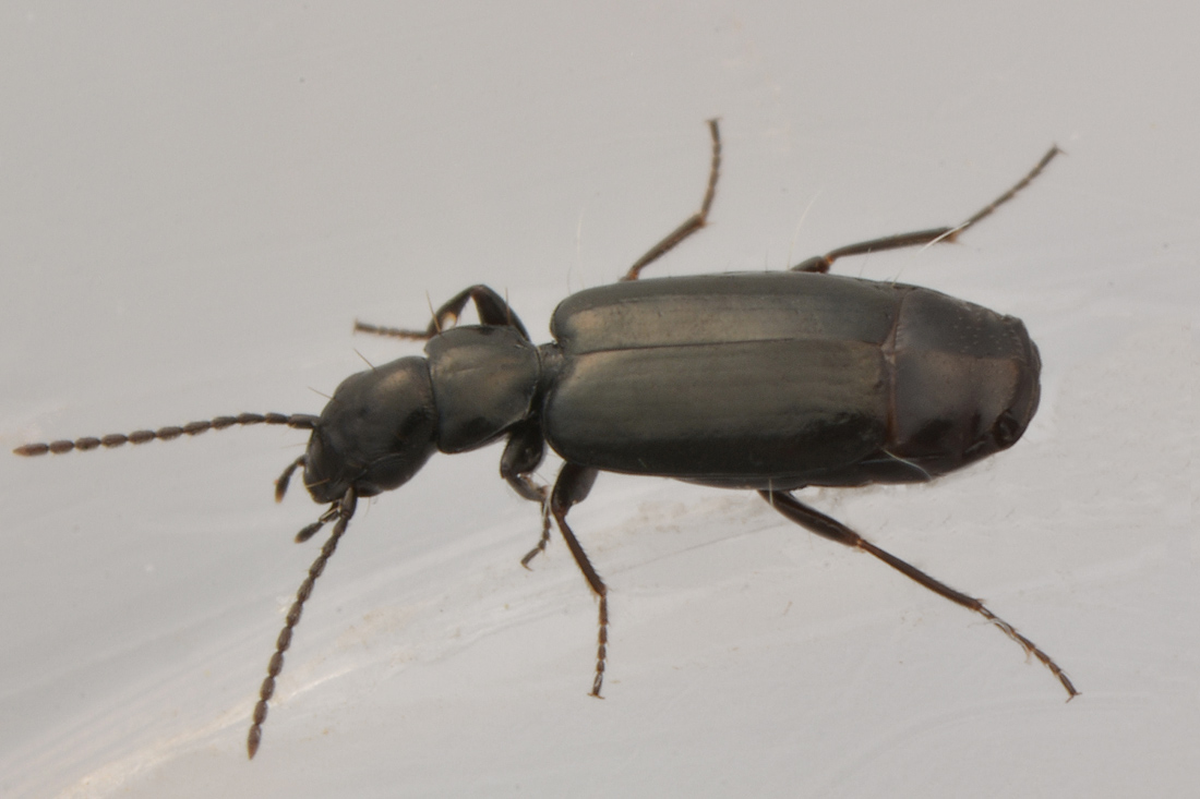 Carabidae: Microlestes sp.?     S !